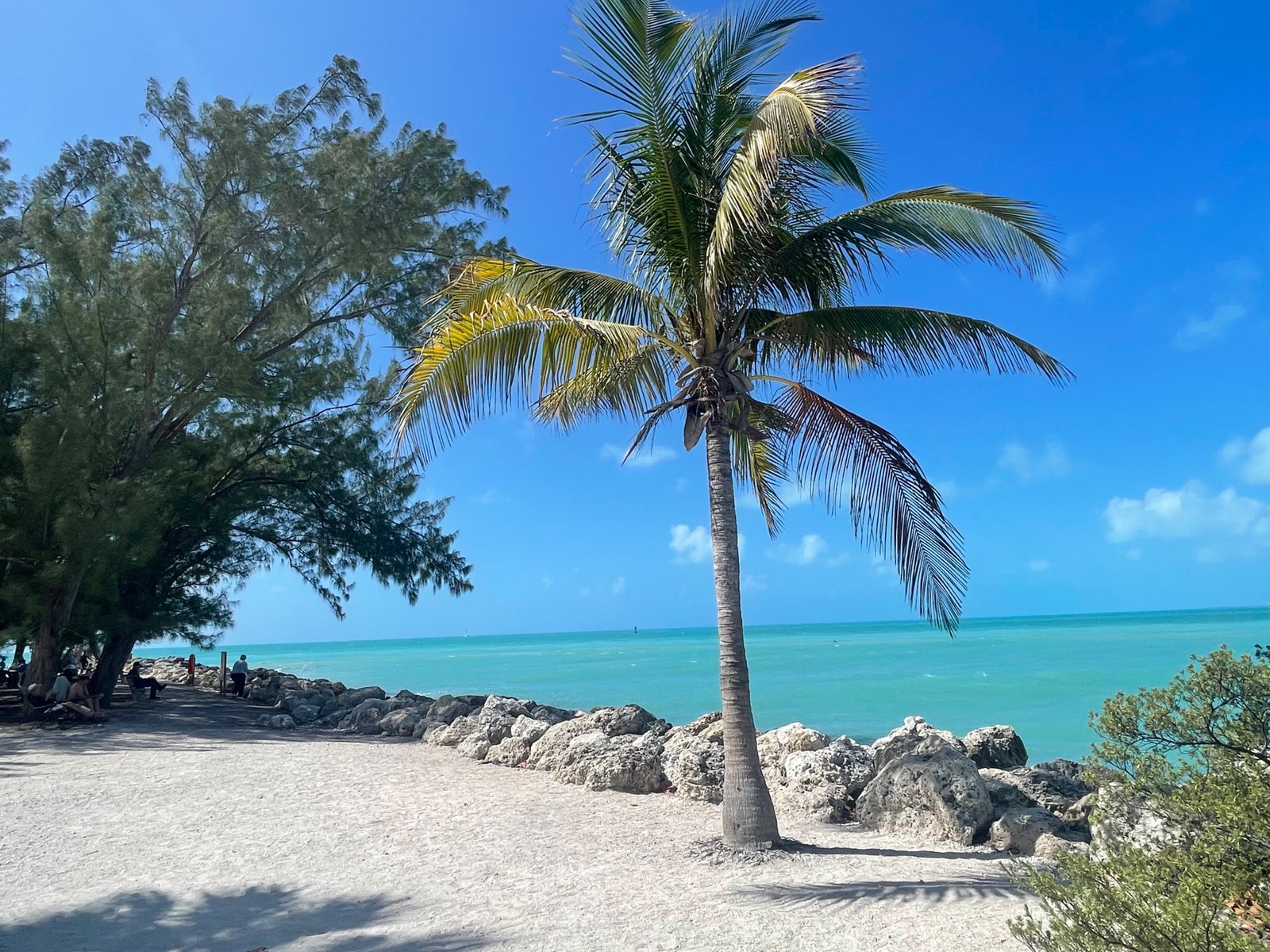 Palm tree and turquoise water in Key West