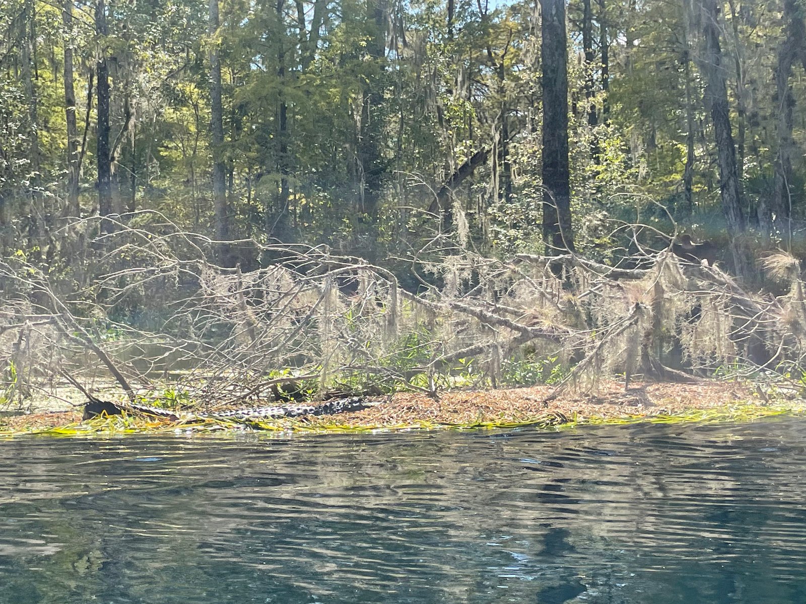 Alligator resting on the riverbank during a Silver River kayaking trip at Silver Springs State Park