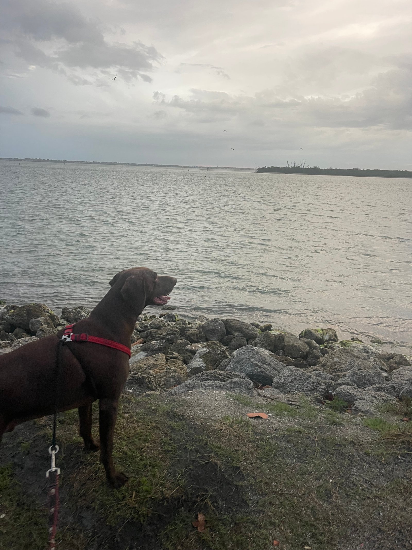 Family dog looking out over the water during a Thor ACE 30.2 camping trip