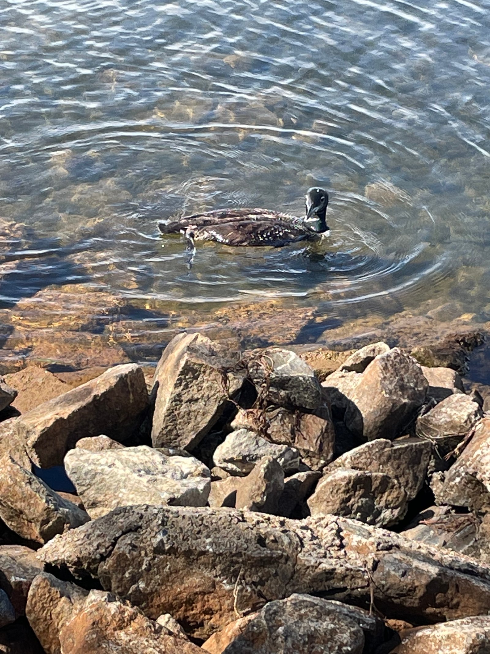 Turtle swimming through clear Lake Juliette water near Dames Ferry State Park Campground