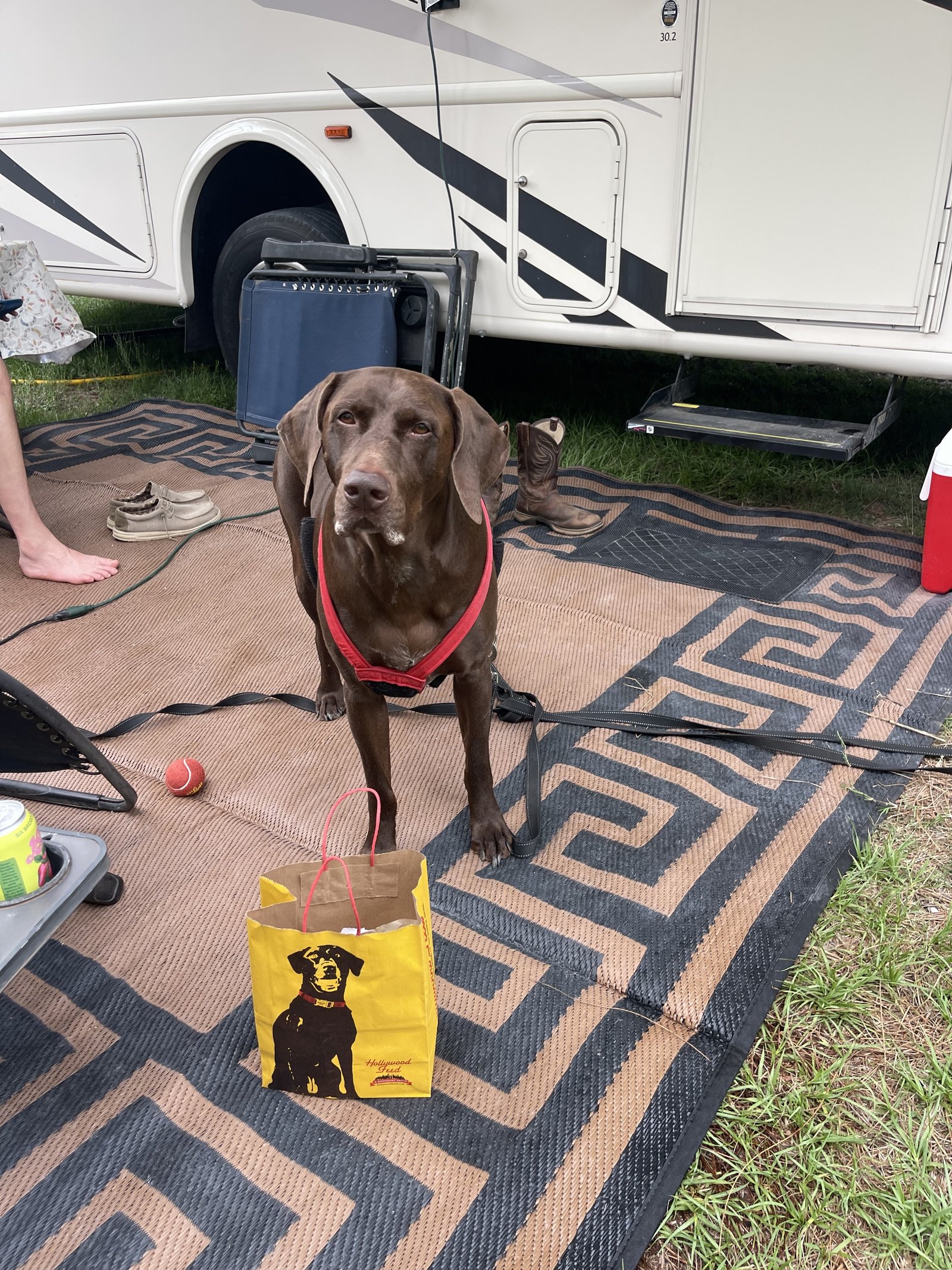 Dog with pet welcome gift at Stable View Equestrian RV site