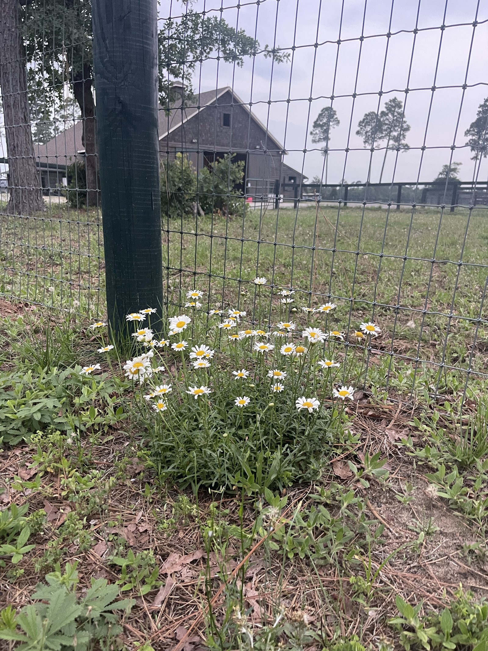 Farm fence and wildflowers at Stable View Equestrian
