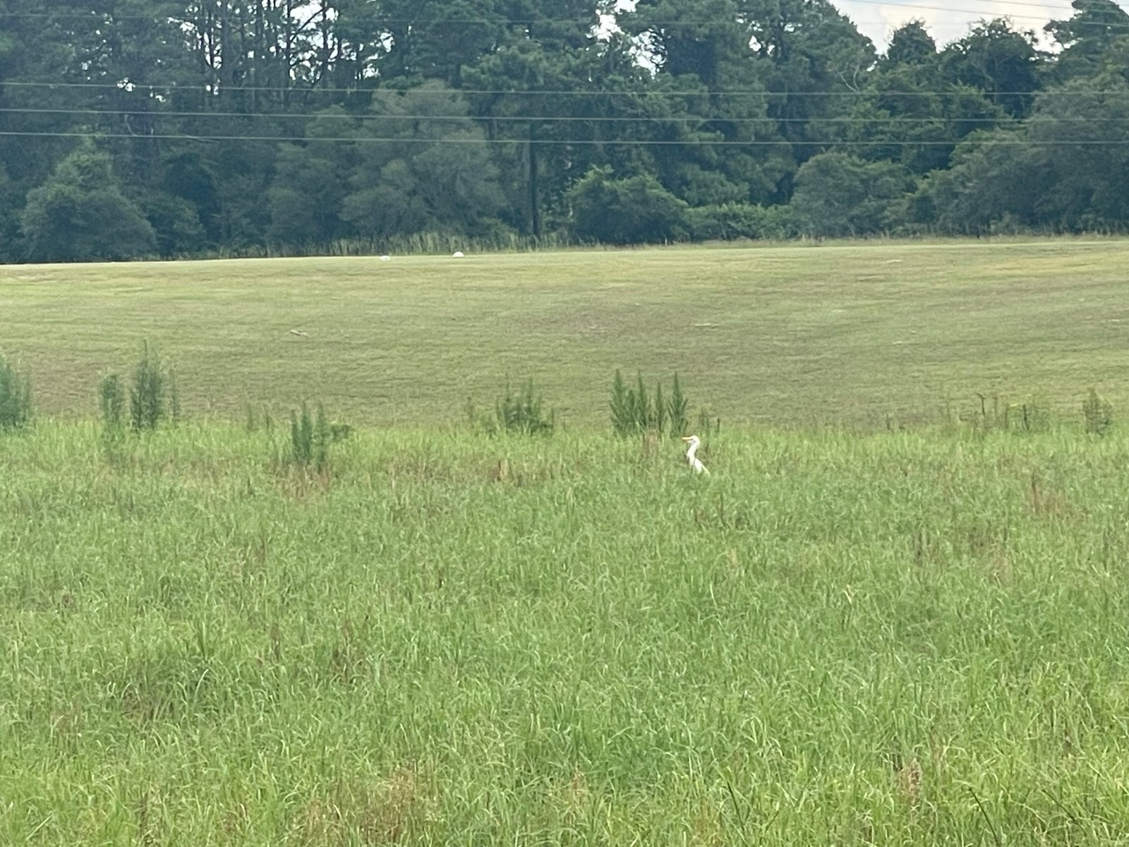 Egret standing near the fairway at Brazell's Creek Golf Course